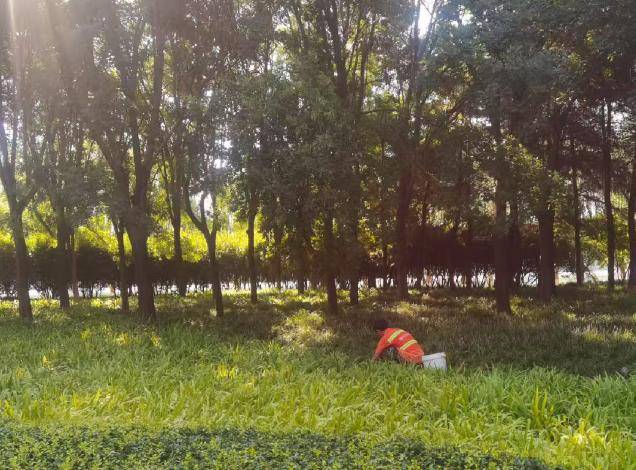多措并舉護(hù)綠 筑牢園林綠化安全屏障:園林綠化
